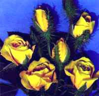img of goldmoss