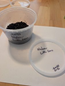 example of a deli container for saintpaulia seed